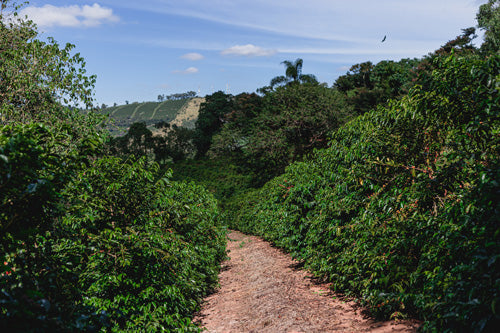 ONA COFFEE 手冲 尼加拉瓜 BRIDAZUL LOT 868, 厌氧日晒